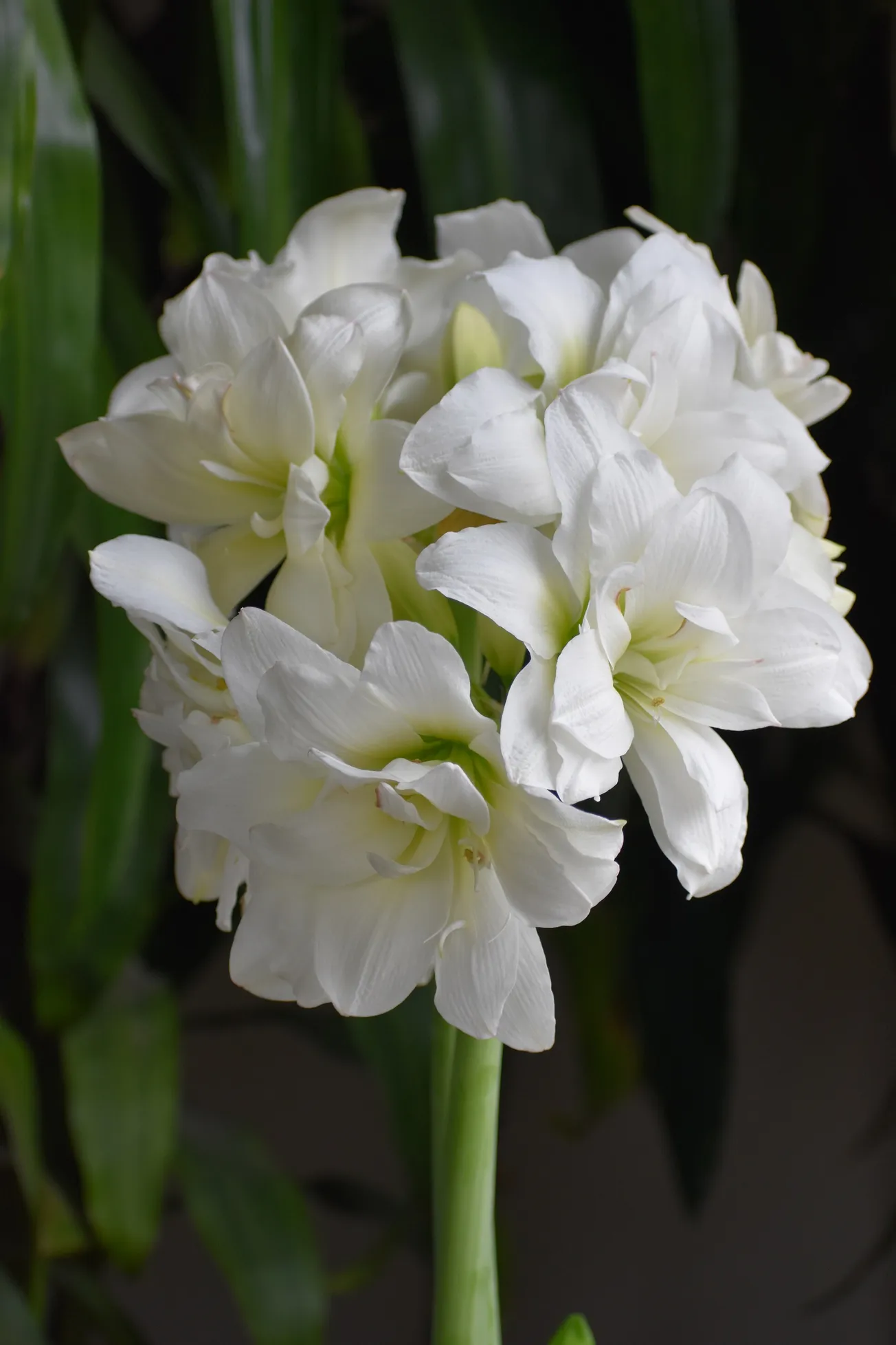 In the Garden: A winter season of colorful amaryllis blooms