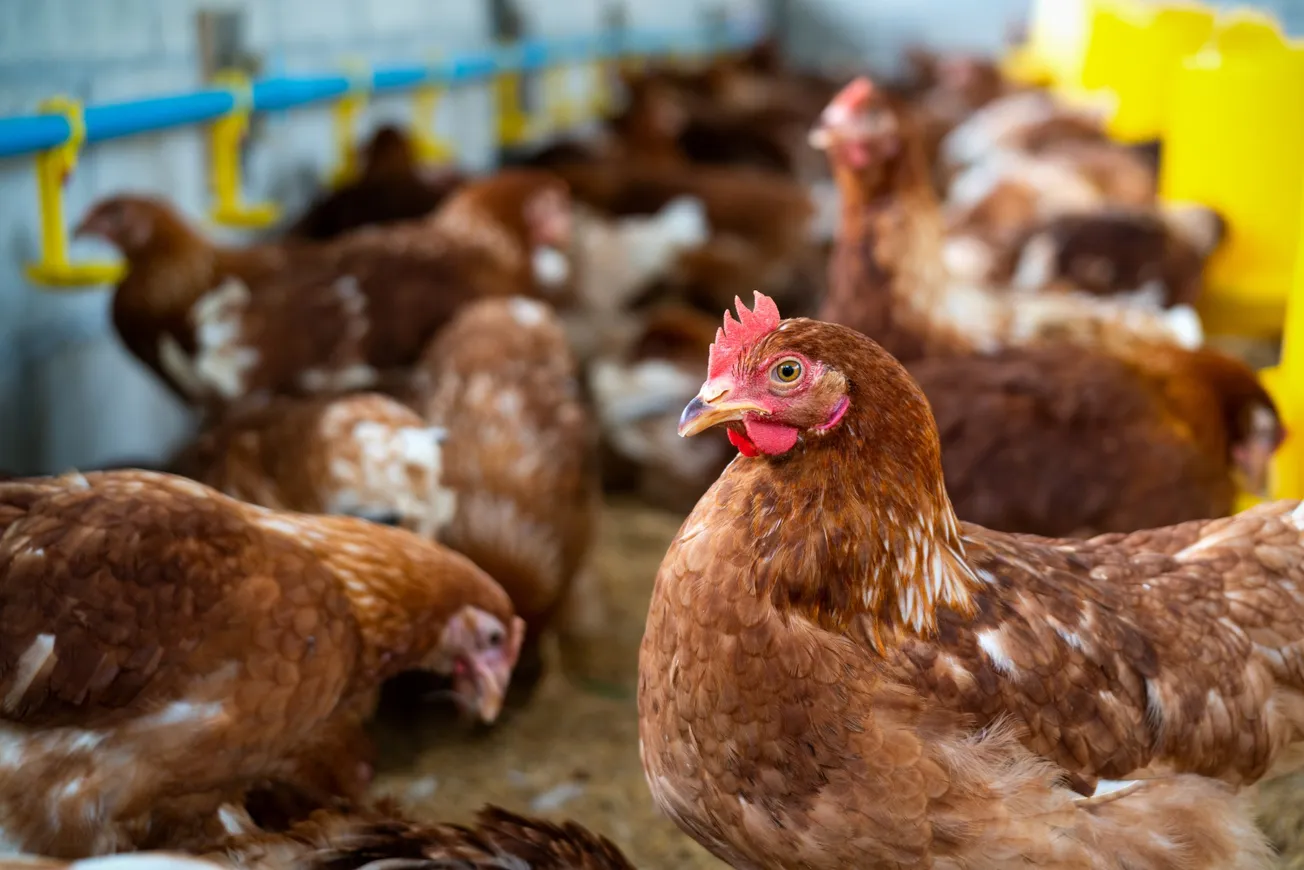 Virginia lawmakers to CDC: Restart bird flu reports now