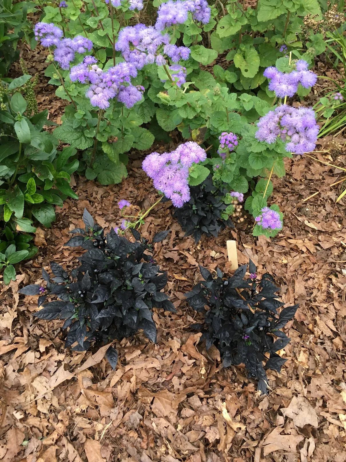 In the Garden: Be a waterwise gardener