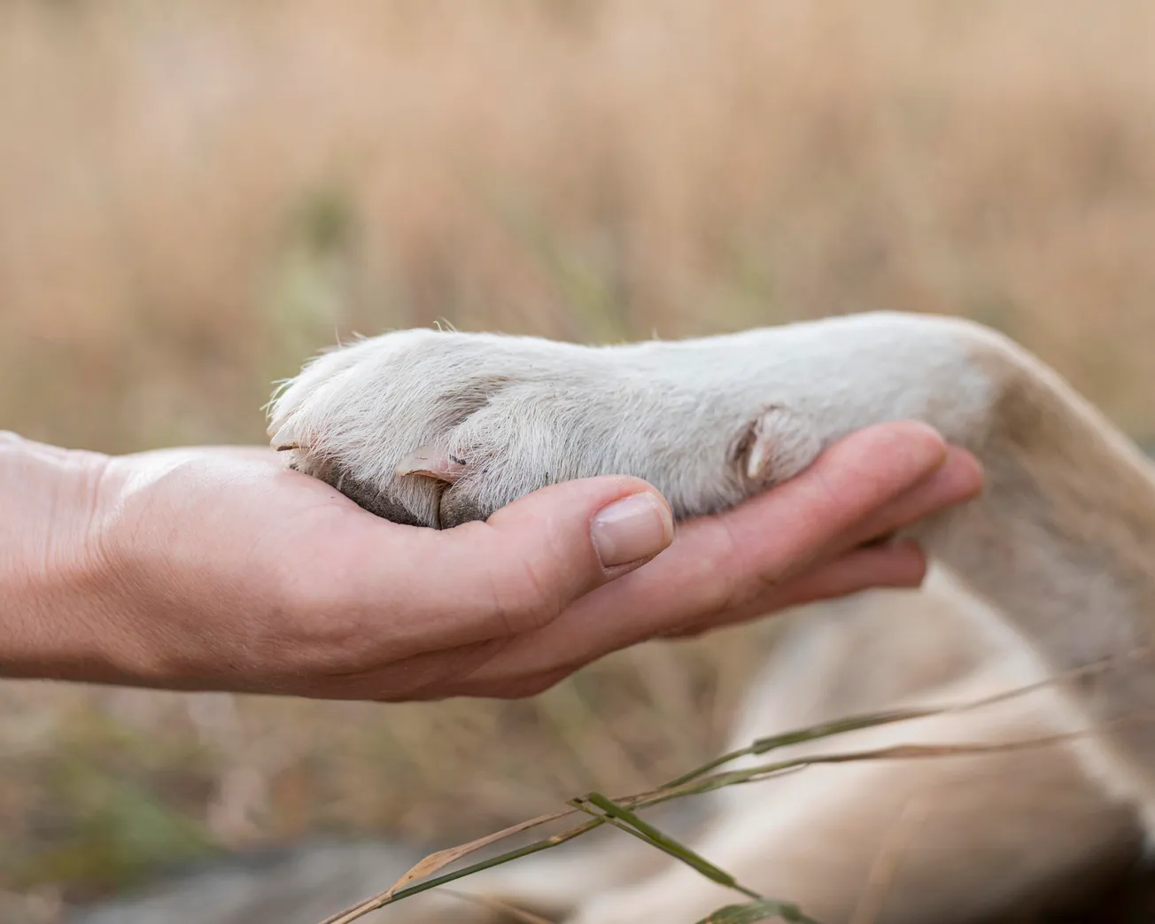 Henrico Police Animal Shelter to host adoption event Aug. 16
