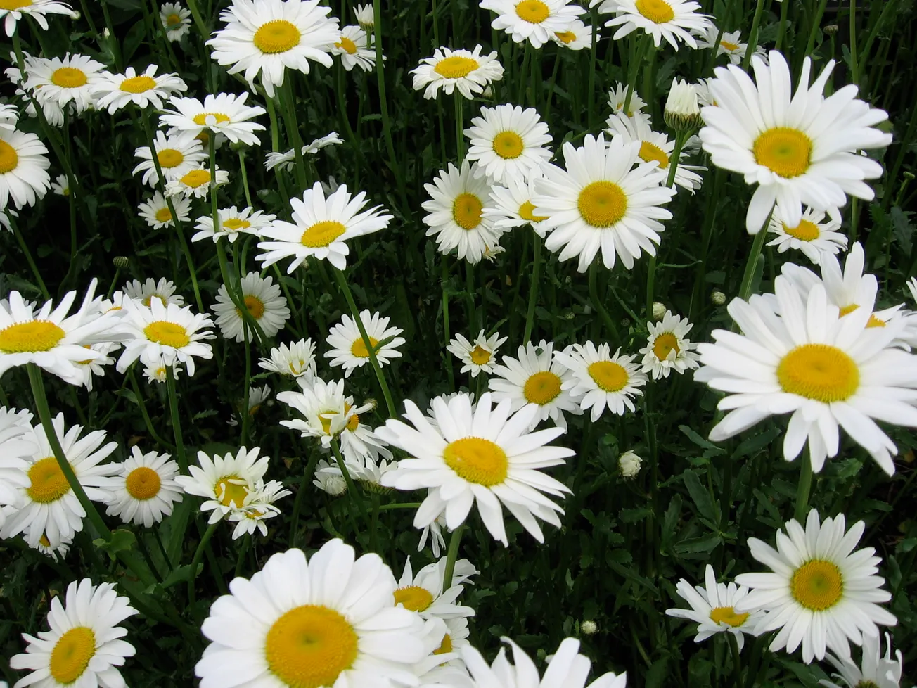 In the Garden: Three ways to preserve the beauty of your summer garden
