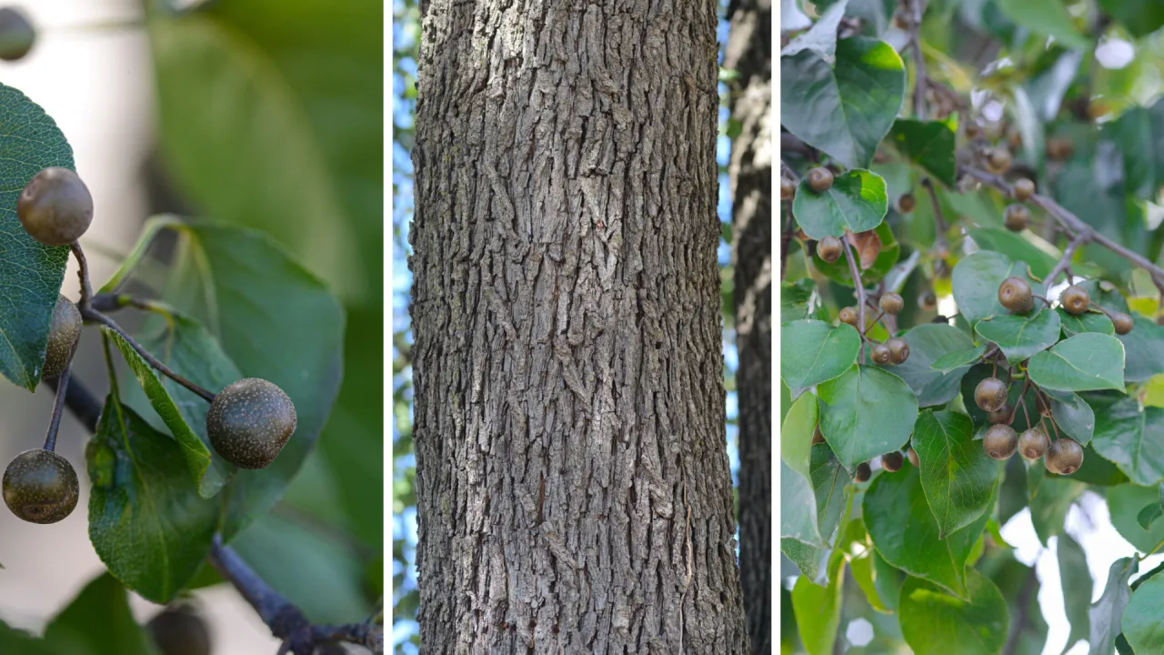 Is this invasive tree on your property? The state will replace it for free