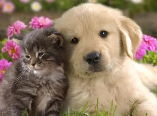 Henrico Police to host rabies vaccination clinic Oct. 18
