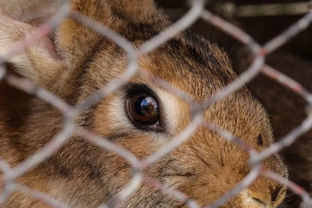 Henrico officials in talks to create first animal cruelty registry in Virginia • Why these Wyndham residents oppose proposed 400-acre data center campus near their community