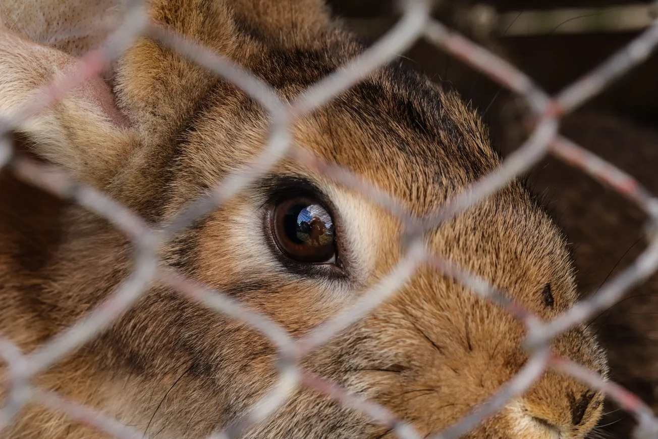Henrico officials in talks to create first animal cruelty registry in Virginia