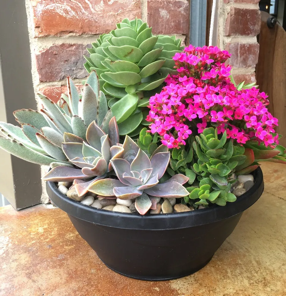 In the Garden: Dress up your holiday gatherings with a few succulents