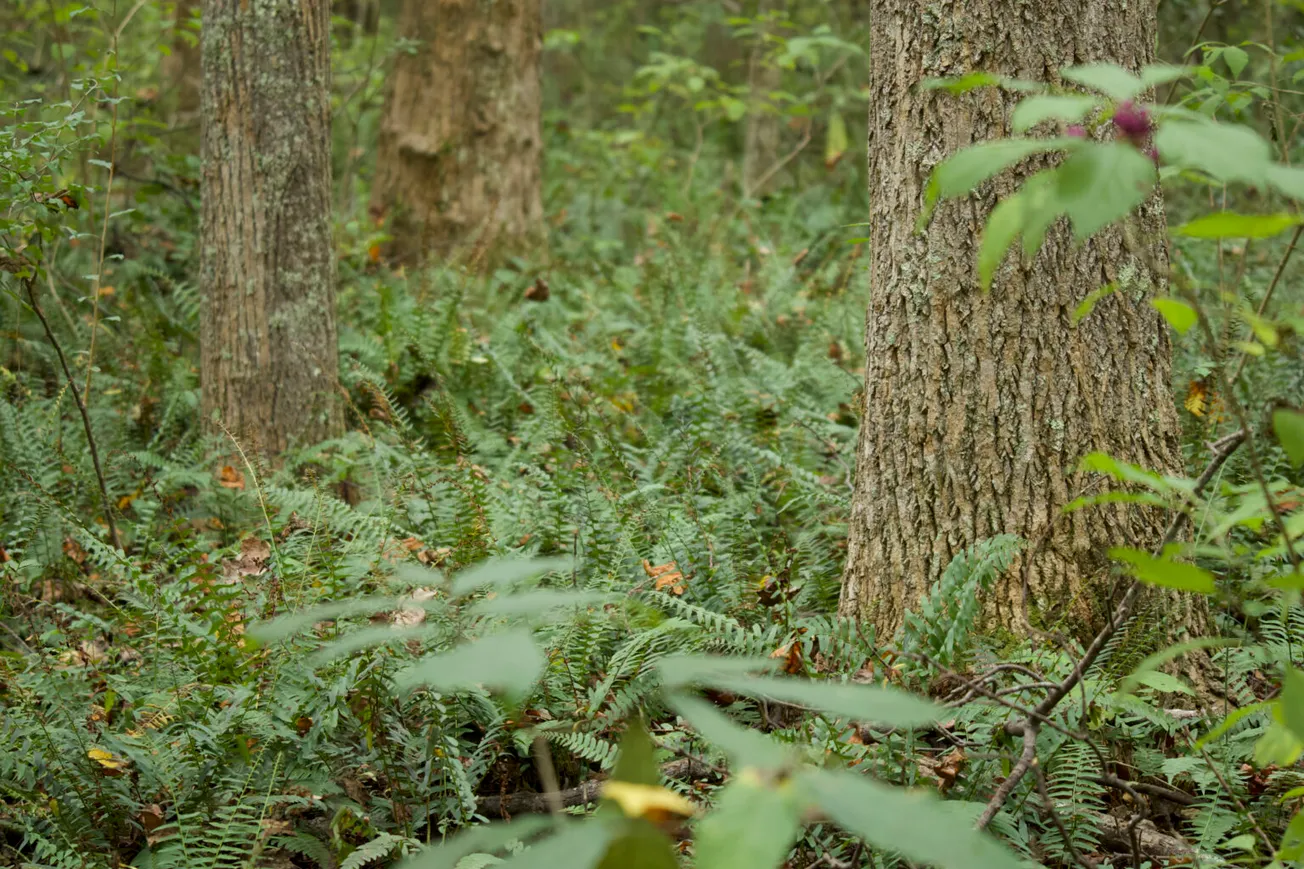 Federal lawmakers try to protect Va. forests as Trump administration moves to repeal Roadless Rule