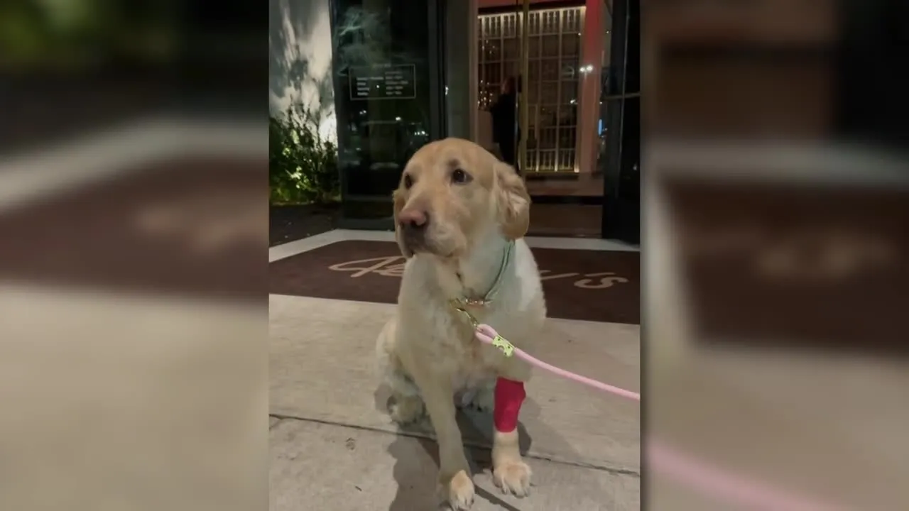 Short Pump steakhouse opens hearts and doors for dog's final meal