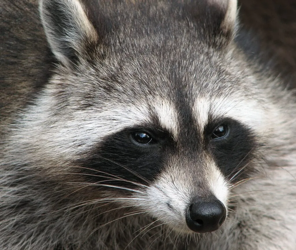 Rabies case confirmed in Henrico after incident involving 3 dogs, raccoon