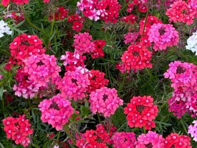 In the Garden: 2024 award-winning flowers for your garden and containers