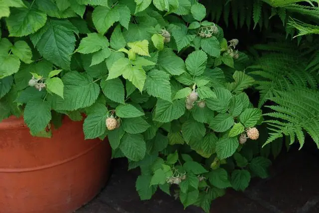 In the Garden: How to grow fruit in containers